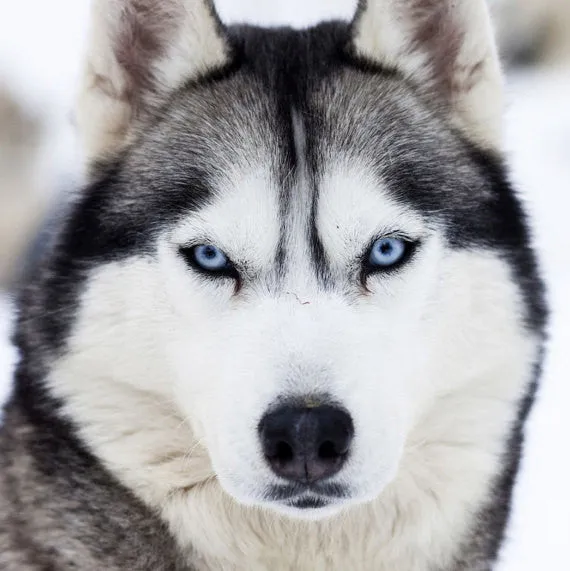 Siberian Husky Breed Jewelry Necklace